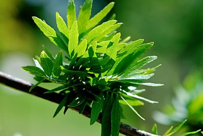 Gleditsia triacanthos 'Goofy' - dřezovec trojtrnný - listy s žilnatinou
